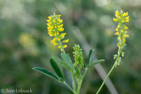 Image result for Melilotus indicus