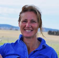 POLL DORSET SHEEP IN AUSTRALIA