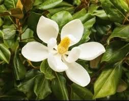 Image result for Funtumia elastica