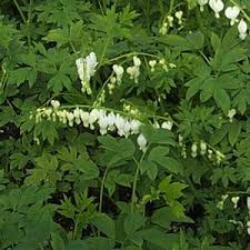 Image result for Dicentra spectabilis alba