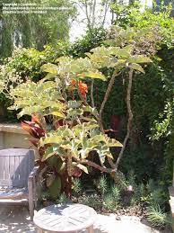 Pin On Succulent Gardens And Plants