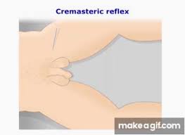 Image result for Cremasteric Reflex