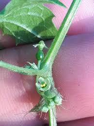 Image result for Ctenolepis cerasiformis