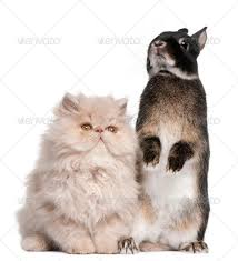Young Persian Cat And Rabbit In Front Of White Background In 2020 Russian Blue Cat Cats Cat Background