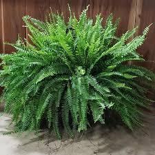 Image result for Nephrolepis