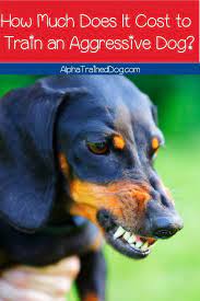 Learn how to create and nurture good behavior from the start! Pin On Pets