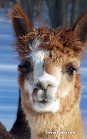 Huacaya Alpaca Alpaca Sunrise Farm Is A Full Service Alpaca Farm Since 1998 Alpaca Sales Breeding Boarding Alpaca Raw Cute Alpaca Cute Animals Animals