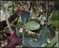 Image result for Gardenia imperialis