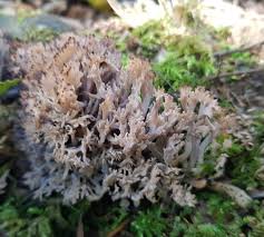 Image result for Clavulina cinerea