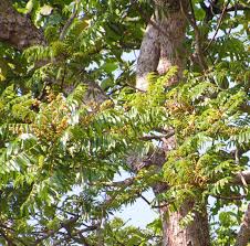 Image result for Canarium schweinfurthii