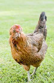 The apa officially accepted ameraucana as a breed in 1984. Everything You Need To Know Of The Amazing Breed Of Americana Chicken Or Ameraucana In 2021 Poultry Feed Formulation