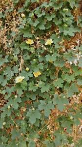 Image result for Momordica balsamina