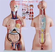Cross sectional and imaging anatomy of the abdomen. Visceral Anatomy Male Female Asexual Trunk Anatomical Model Limbs Chest Abdomen Organ Trigender Torso Model 85 Cm Gasenhn 035 Anatomy Male Torso Modelanatomical Model Aliexpress