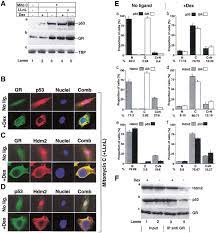 Dexamethasone Induces Degradation Cytoplasmic Accumulation And Download Scientific Diagram