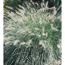 Maybe you would like to learn more about one of these? Ornamental Grasses At Lowes Com