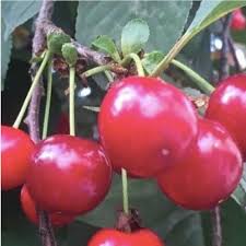 Small tree with red flowers cultivated for its edible fruit. Prunus Cerasus Lutowka Sour Cherry Seeds Red Small Yard Or Orchard Fruit Tree Igrowhort