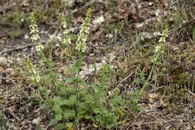 Image result for Stachys pseudonigricans