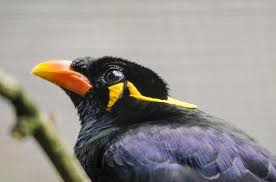 Inilah Perbedaan Burung Beo Jantan Dan Betina Yang Harus Anda Tahu Burung Beo Betina Burung