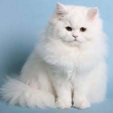 Sarafina is 9yrs old and we got her as a kitten. Persian Cat For Sale In Bangalore Persian Cat Persian Cat Doll Face Persian Kittens For Sale