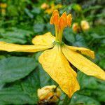 Image result for Cogniauxia