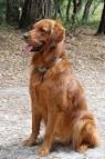 Red Golden Retriever – The Darkest Shade of Gold