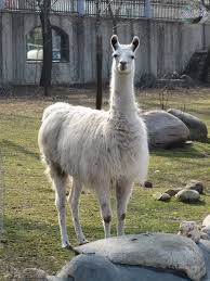 Image result for llama