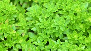 Image result for Ocimum minutiflorum