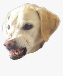 Transparent Angry Dog Png Png Download Transparent Png Image Pngitem Angry dogs png collections download alot of images for angry dogs download free with high quality for designers. transparent angry dog png png download