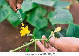 Image result for how to self pollinate cucumbers