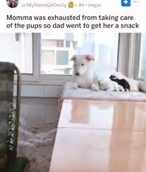 Video Memes Ucmzjcsz6 2 Comments Ifunny Pup Sleeping Puppies Mommas