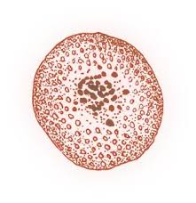 Image result for Cyclospora