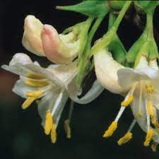 Winter care for honeysuckle varieties. Buy Winter Honeysuckle Lonicera Fragrantissima 24 99 Delivery By Crocus