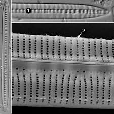 Image result for Entada bacillaris