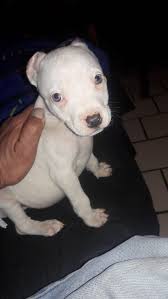 My New Pup Meet Chico Music Indieartist Chicago Pup Cute Puppies Dog Lovers