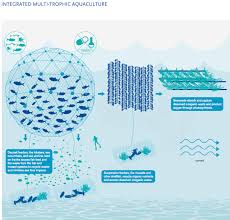 This Is Integrated Multi Trophic Aquaculture Aquaculture Integrity Multi