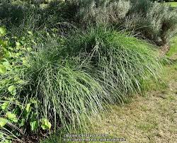 Image result for Eulalia