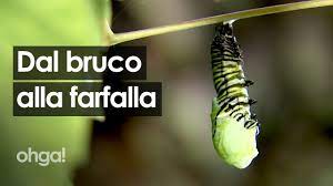 Use custom templates to tell the right story for your business. La Metamorfosi Del Bruco Che Diventa Farfalla Ecco Come Avviene La Magia Della Natura Youtube