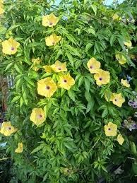 Image result for Ipomoea tuberculata