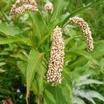 Image result for Persicaria senegalensis