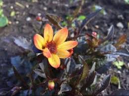 If you're still in two minds about star wars flowers and are thinking about choosing a similar product, aliexpress is a great place to compare prices and sellers. 12 Star Wars Flowers For Your Garden Design Inspiration Themed Gardens