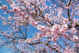 Browse 4,708 almond tree flower stock photos and images available or start a new search to explore more stock photos and images. Blossoming Almond Tree Digital Art By Christian Back