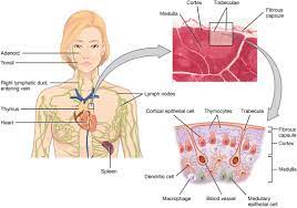 Der feinbau des thymus ist durch die gliederung des parenchyms in. Die Lymphorgane Des Menschen