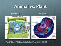 Plant cells have large vacuoles, while animal cells either have small ones the differences between the two cell types are a fundamental part of what make animals and plants what they are. Cells And Organelles Bio 1 Period 7 February 11 Ppt Download