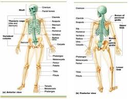 Resultado de imagen para BONES ANATOMY