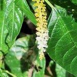 Image result for Hilleria