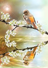 Sold by t3 family movies and ships from amazon fulfillment. Beautiful Bird Picture For Wallpaper And Other Natural Meditation Stock Photo Picture And Royalty Free Image Image 12955157