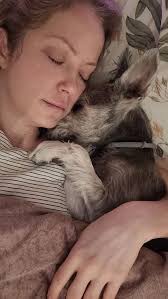 Tribute to a rescued dog that passed away