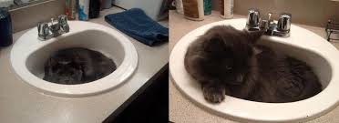 link in the sink then and now : cats