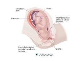 What Are The Stages Of Labor And Delivery Babycenter