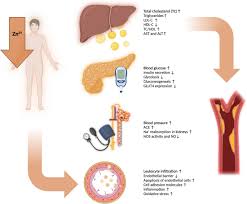 Image result for Zinc Deficiency